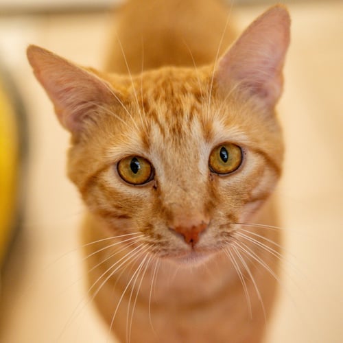 FELIX - Domestic Short Hair available for adoption