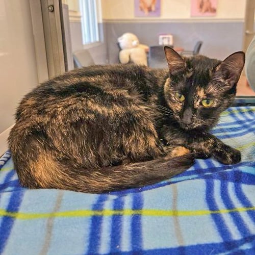 SAINT CHAPELLE - Domestic Short Hair for adoption in Savannah