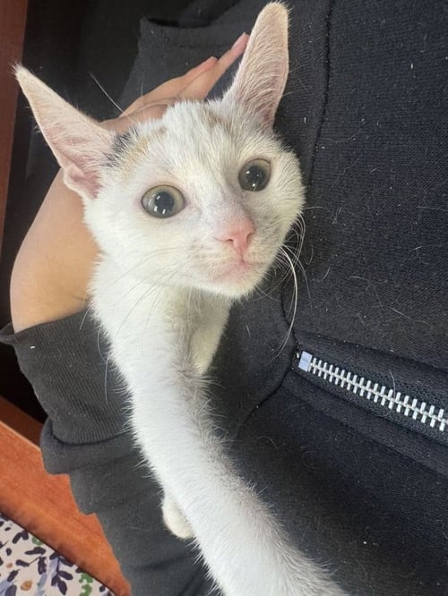 CALLISTA - Domestic Short Hair available for adoption
