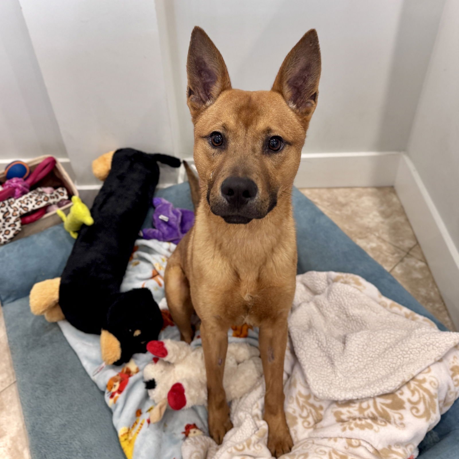 COHEN - Shepherd available for adoption