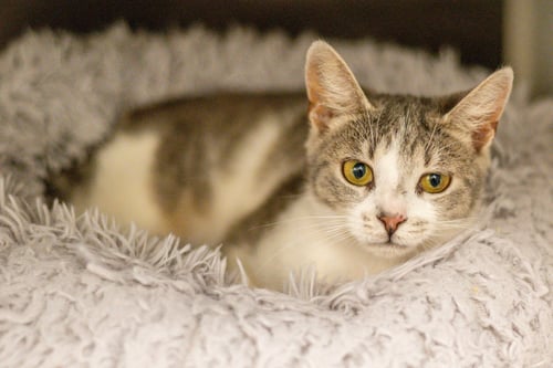 SANDY CHEEKS - Domestic Short Hair available for adoption