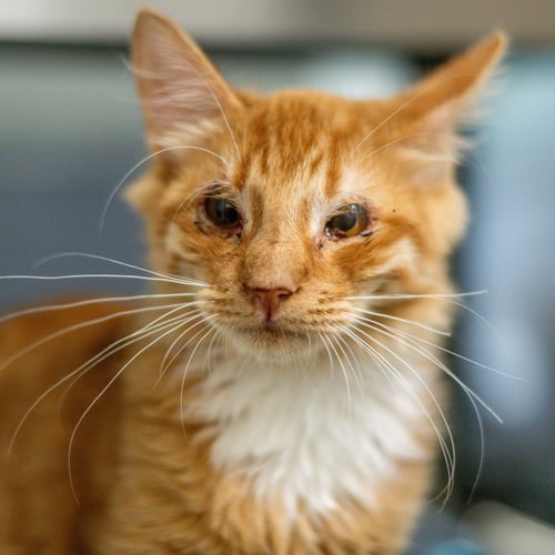 EMERSON - Domestic Long Hair available for adoption