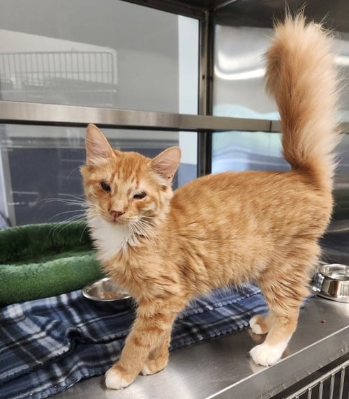 EMERSON - Domestic Long Hair available for adoption
