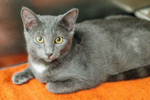 SWEET DOLLY - Domestic Short Hair available for adoption