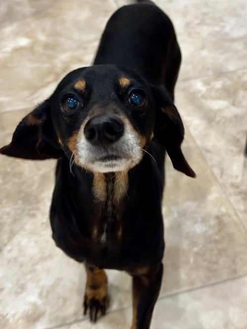 MERITT - Dachshund available for adoption