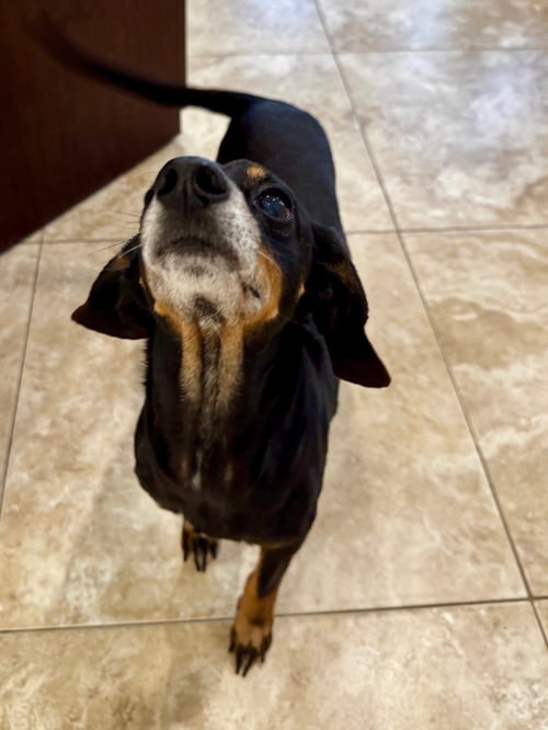 MERITT - Dachshund available for adoption