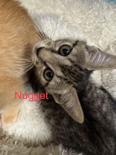 NUGGET - Domestic Short Hair for adoption in Savannah