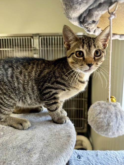 NUGGET - Domestic Short Hair available for adoption