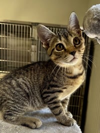 Nugget - Photo 4