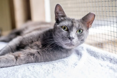 ABBIE - Domestic Medium Hair available for adoption