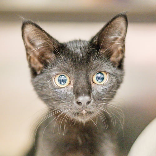 IRENE - Domestic Short Hair available for adoption