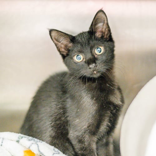 IRENE - Domestic Short Hair available for adoption
