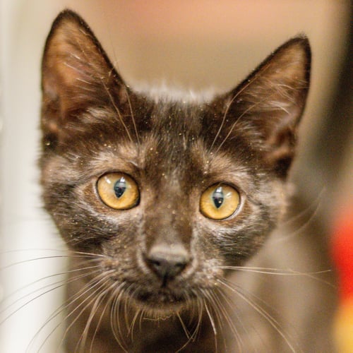 SANSA - Domestic Short Hair available for adoption