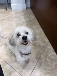Ziggy - Photo 1