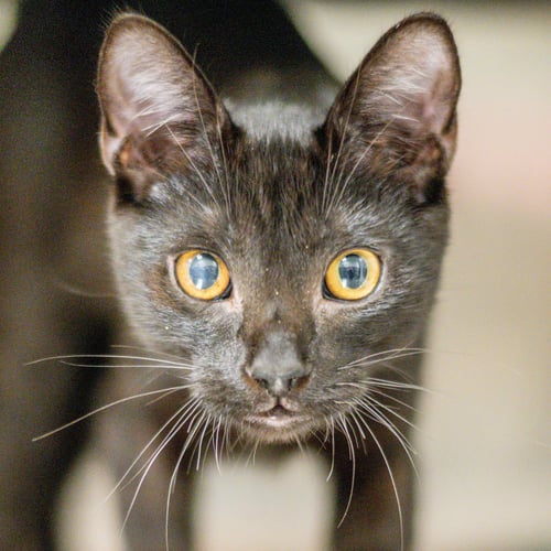 KOOL KID - Domestic Short Hair available for adoption