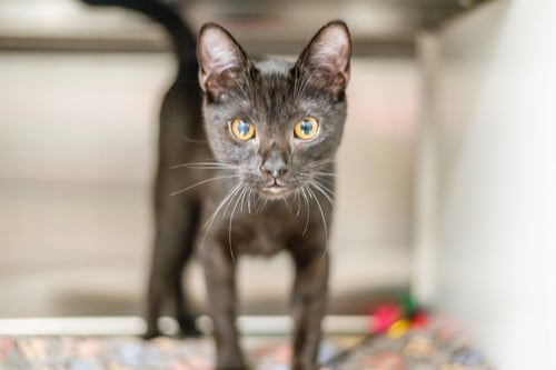 KOOL KID - Domestic Short Hair available for adoption