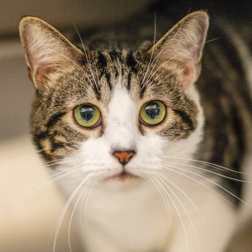 AXEL ROSE - Domestic Short Hair available for adoption