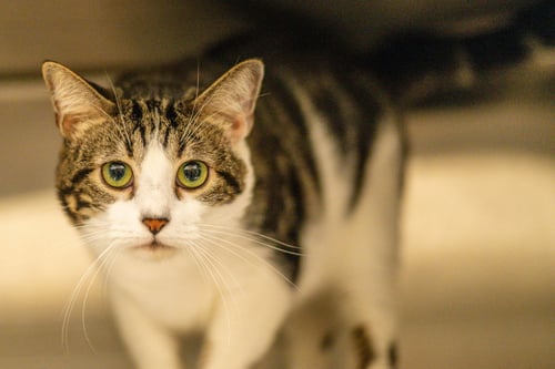 AXEL ROSE - Domestic Short Hair available for adoption