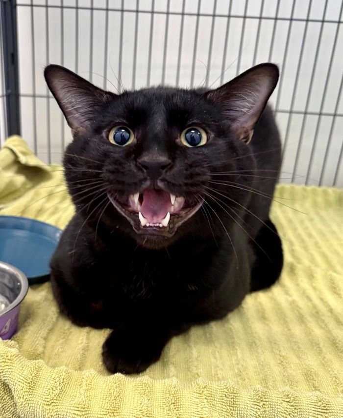 BEAST - Domestic Short Hair available for adoption