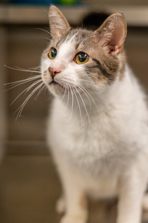 OLIVER - Domestic Short Hair available for adoption