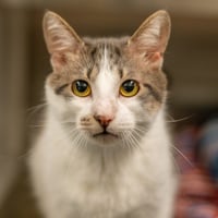 Oliver - Photo 1