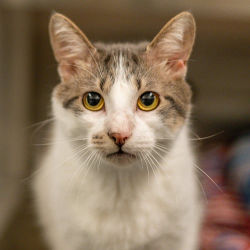 OLIVER - Domestic Short Hair available for adoption
