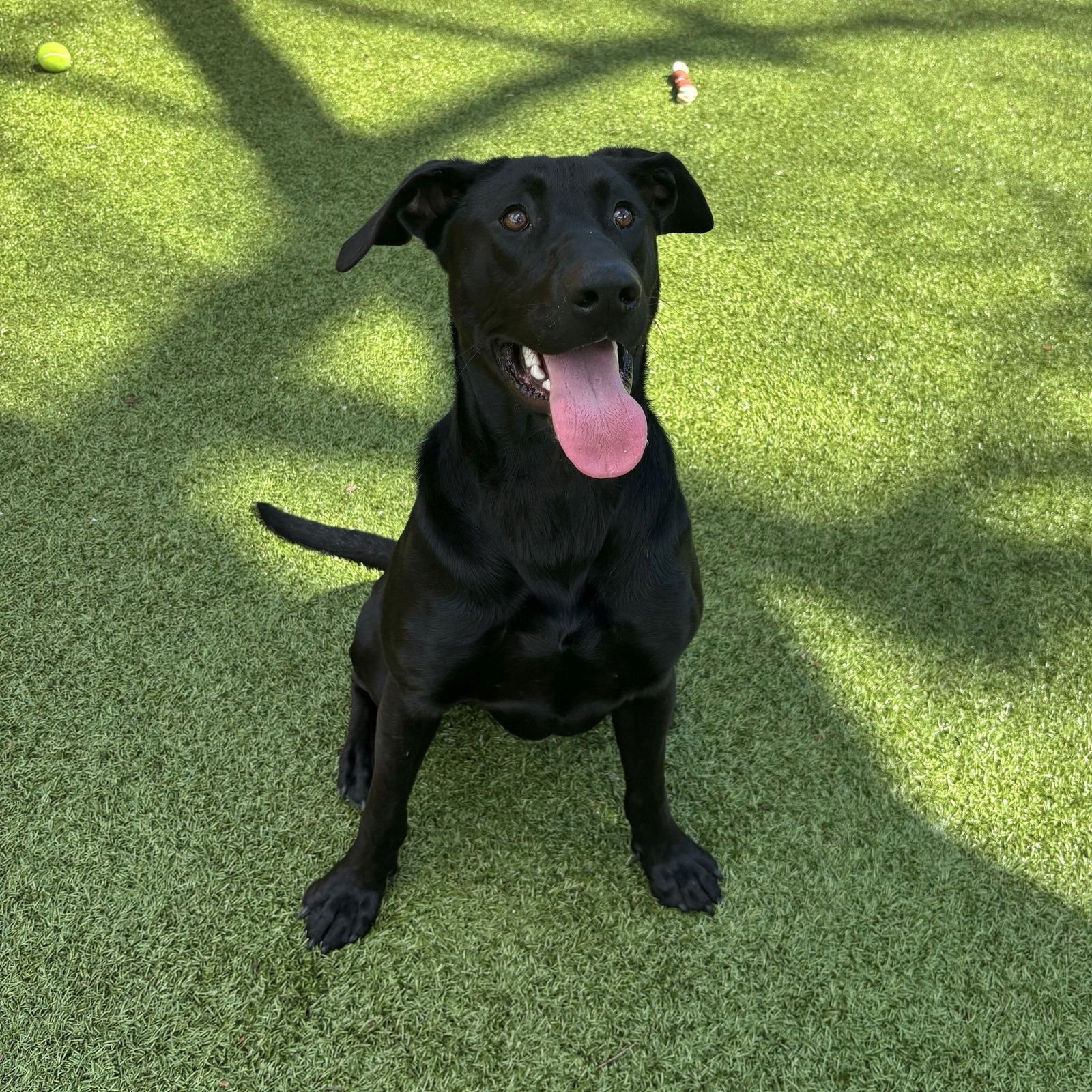 DRAKE - Labrador Retriever available for adoption