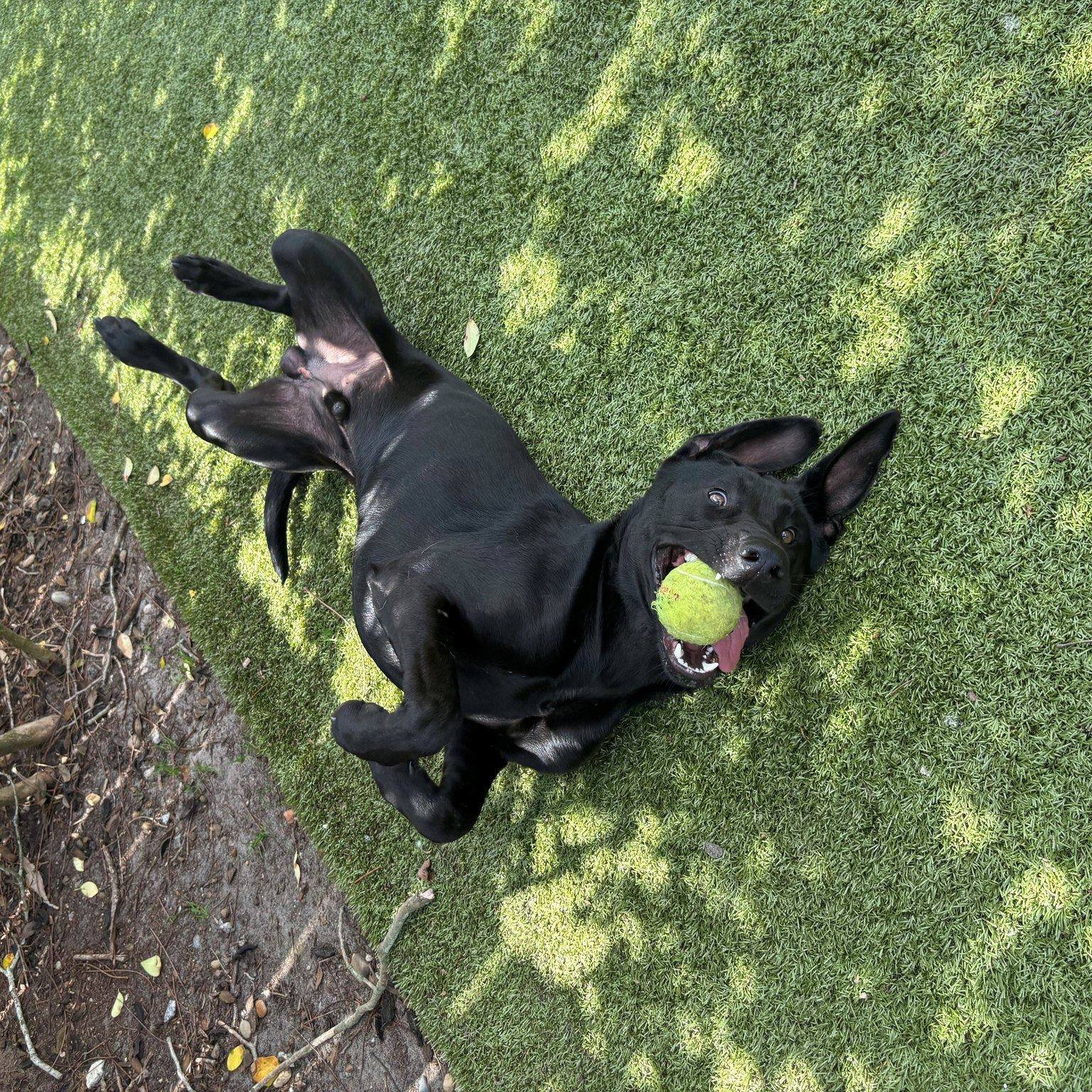 DRAKE - Labrador Retriever available for adoption