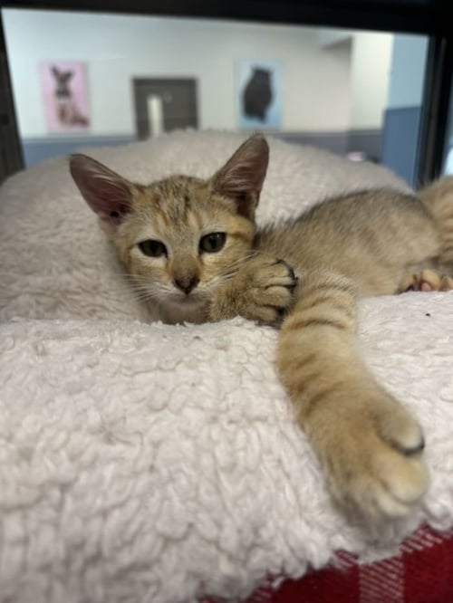 CHIPMUNK - Domestic Short Hair available for adoption