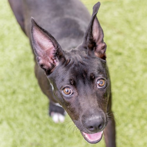 LIMERICK - Terrier for adoption in Savannah