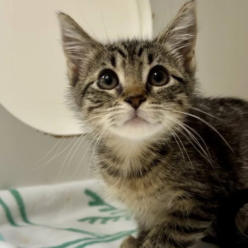 RIVERA - Domestic Short Hair available for adoption