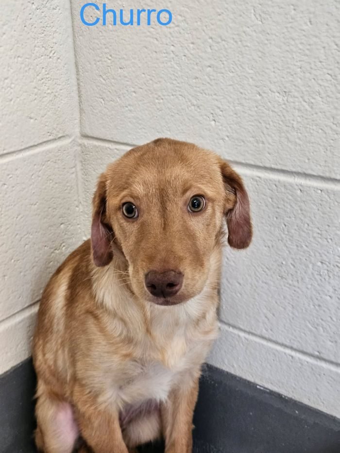 CHURRO - Labrador Retriever available for adoption