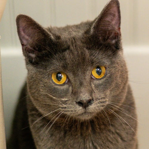 DAREN - Domestic Short Hair available for adoption