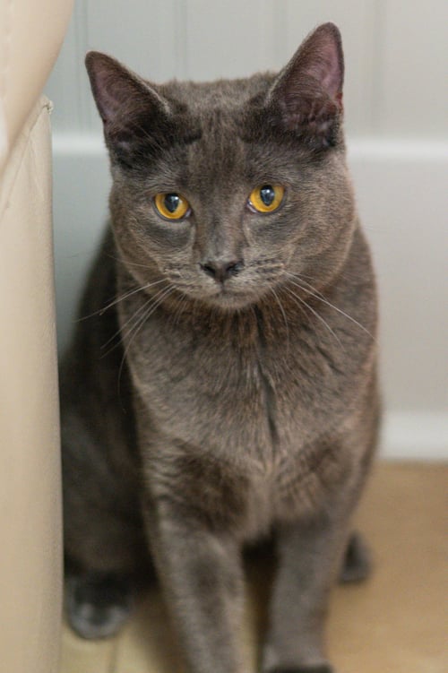 DAREN - Domestic Short Hair available for adoption