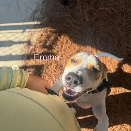 EMMA - Hound available for adoption