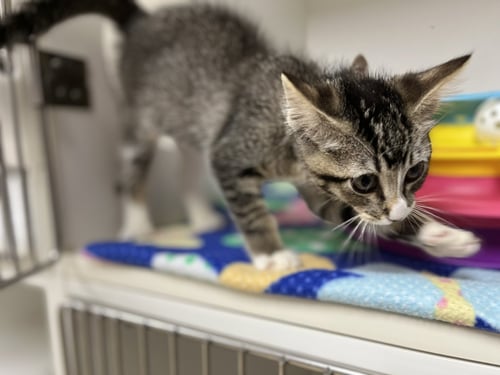 MARIE - Domestic Short Hair available for adoption