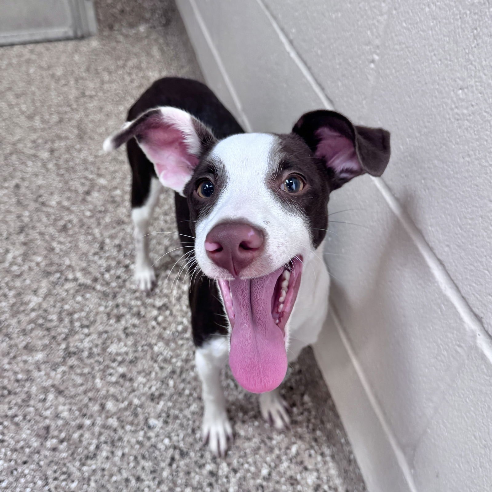 JOEY - Jack Russell Terrier available for adoption