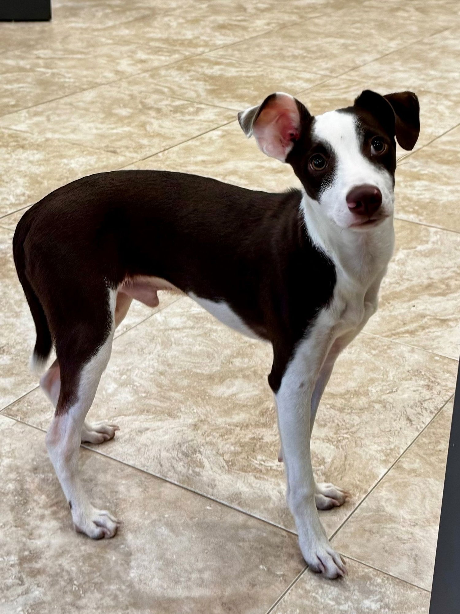 JOEY - Jack Russell Terrier available for adoption