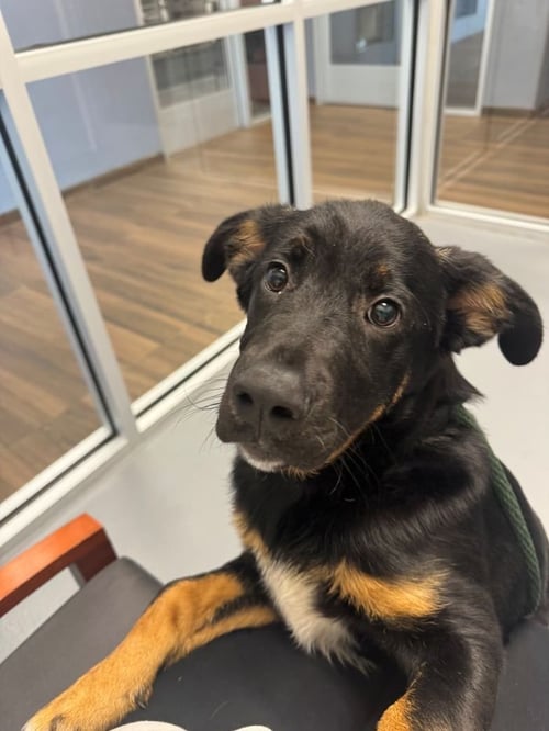 BEAR - Saint Bernard available for adoption