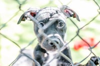 Widget - Photo 4
