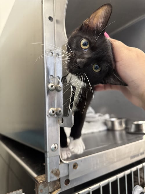 FRANKLIN - Domestic Short Hair available for adoption