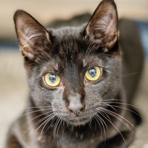 MAURICE - Domestic Short Hair available for adoption