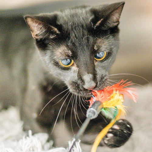 MAURICE - Domestic Short Hair available for adoption
