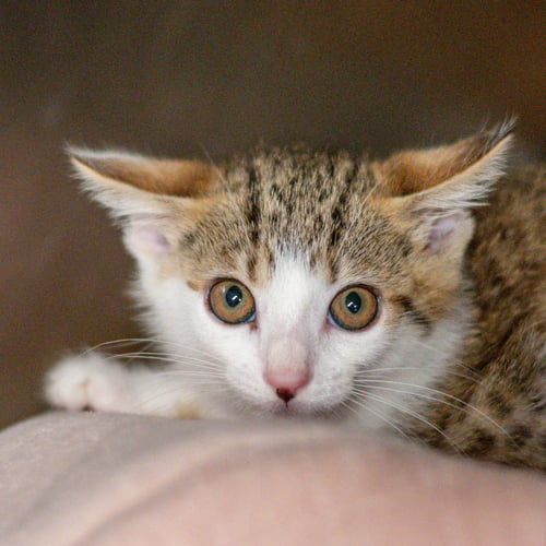 KATARO - Domestic Short Hair available for adoption