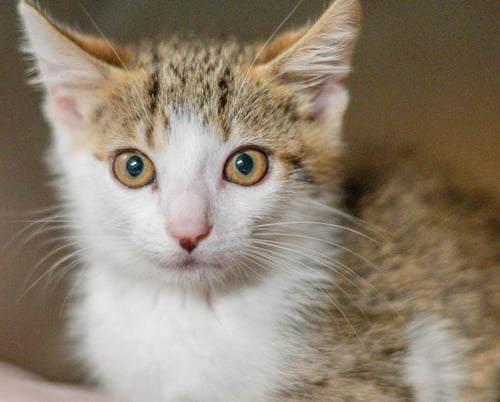 KATARO - Domestic Short Hair available for adoption