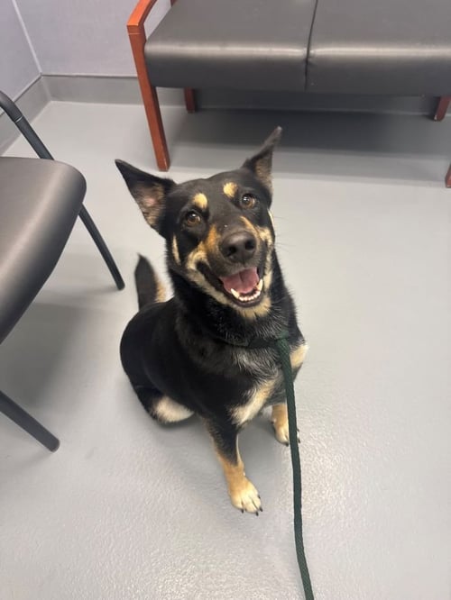 SONNY - Shepherd available for adoption