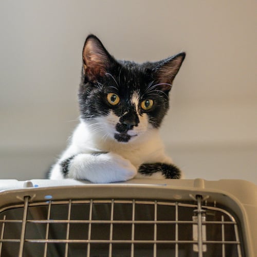 ALICE - Domestic Short Hair for adoption in Savannah