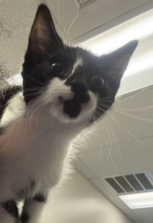 ALICE - Domestic Short Hair available for adoption