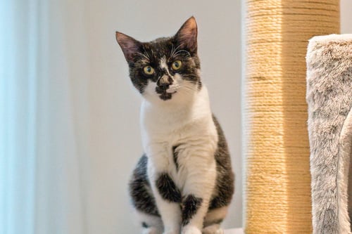 ALICE - Domestic Short Hair available for adoption
