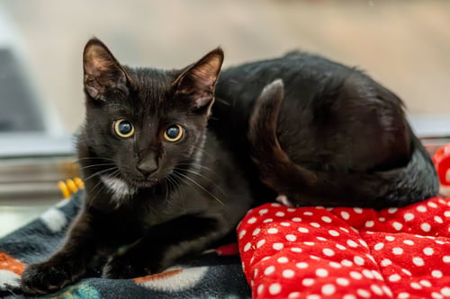 SWISS ROLL - Domestic Short Hair available for adoption